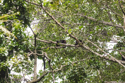 cahuita-20230227-151735-DSC01382
