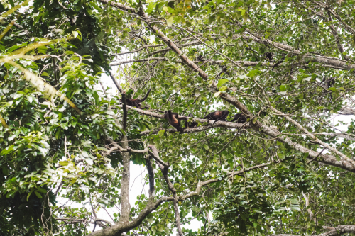 cahuita-20230227-151757-DSC01390