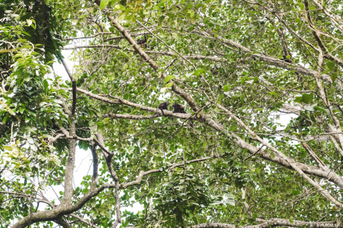 cahuita-20230227-152412-DSC01439