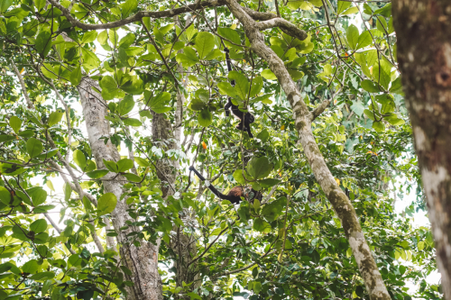 cahuitanationalpark-20230228-105546-DSC01448