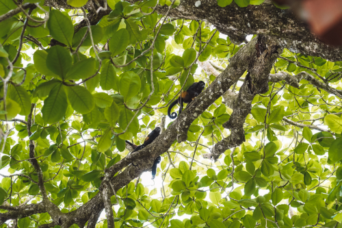 cahuitanationalpark-20230228-110216-DSC01463