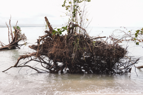 cahuitanationalpark-20230228-113523-DSC01500