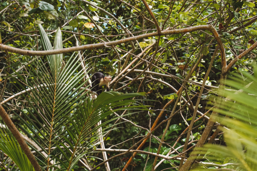 cahuitanationalpark-20230228-121942-DSC01502