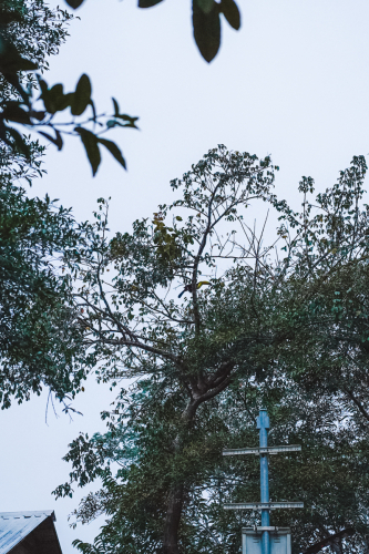 calakmul-27012023-DSC09018