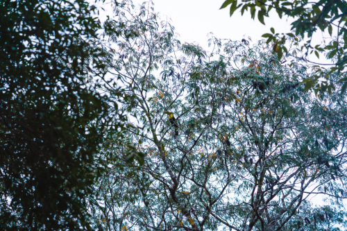 calakmul-27012023-DSC09036