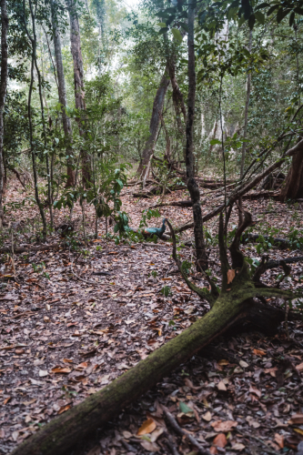 calakmul-27012023-DSC09052