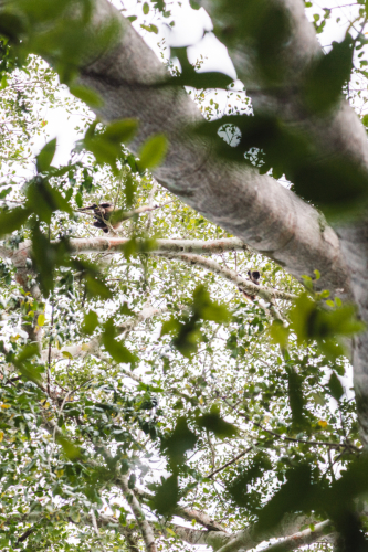 calakmul-27012023-DSC09068