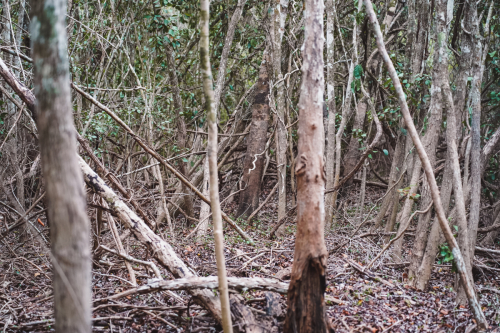 calakmul-27012023-DSC09108