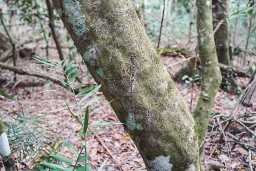 calakmul-27012023-DSC09131
