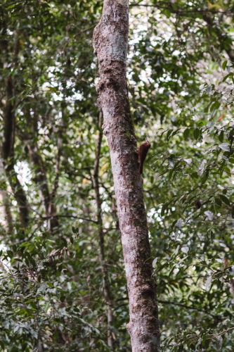 calakmul-27012023-DSC09134