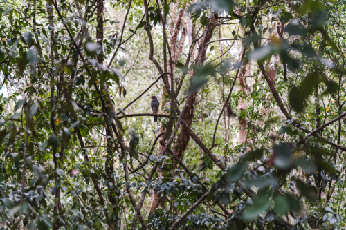 calakmul-27012023-DSC09156