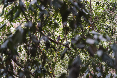 calakmul-27012023-DSC09166