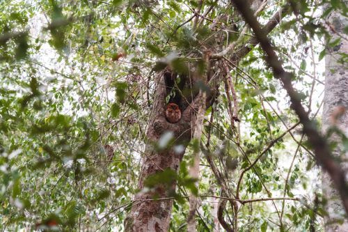 calakmul-27012023-DSC09175