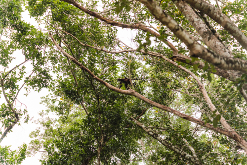 calakmul-27012023-DSC09274