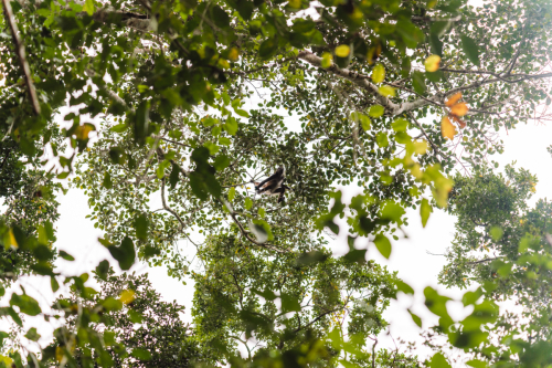 calakmul-27012023-DSC09302