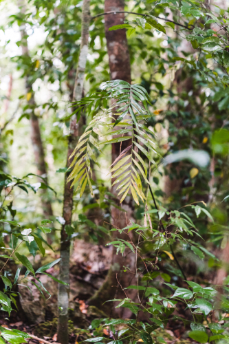 calakmul-27012023-DSC09309