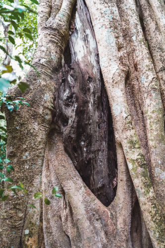 calakmul-27012023-DSC09314