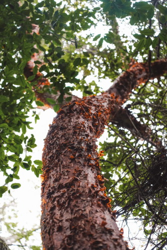 calakmul-27012023-DSC09315