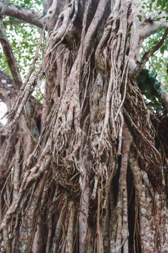calakmul-28012023-DSC09517