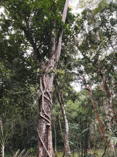 calakmul-28012023-IMG_6969