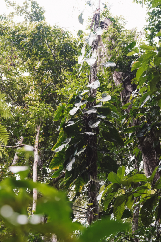 jungletour-20230309-101523-DSC02047