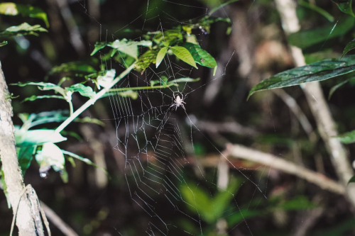 jungletour-20230309-182643-DSC02415