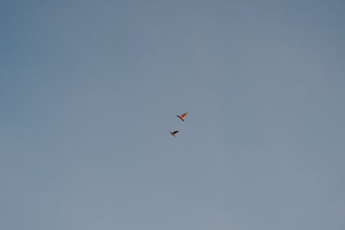 jungletour-20230310-162446-DSC02576