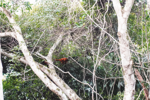 jungletour-20230310-163257-DSC02705