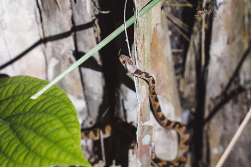 jungletour-20230310-185649-DSC02816