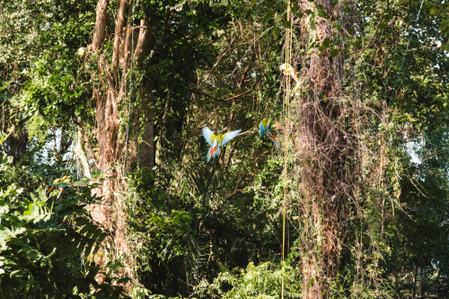 macaw-20230225-151859-DSC00788