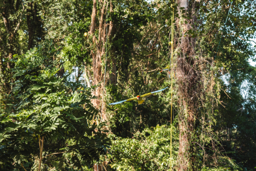 macaw-20230225-151911-DSC00791