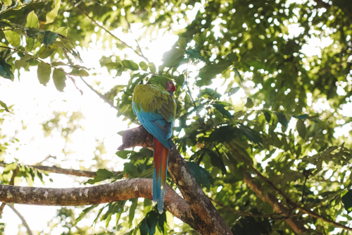 macaw-20230225-151947-DSC00802