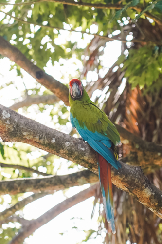 macaw-20230225-152010-DSC00810