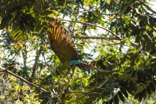 macaw-20230225-152224-DSC00821