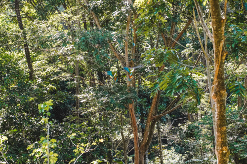 macaw-20230225-152444-DSC00828