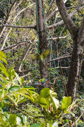 macaw-20230225-153206-DSC00862