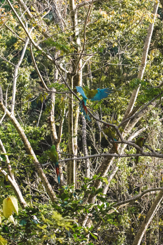macaw-20230225-154413-DSC00967