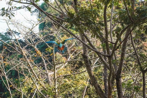 macaw-20230225-154425-DSC00977
