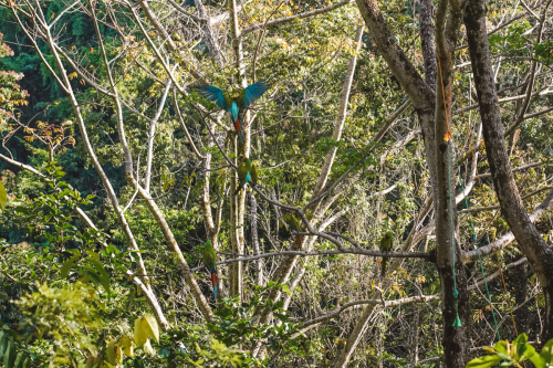 macaw-20230225-154427-DSC00986
