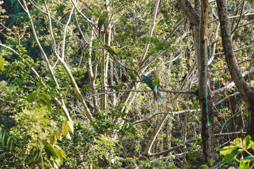 macaw-20230225-154439-DSC01000