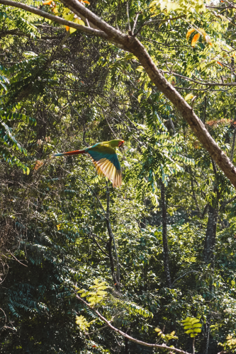 macaw-20230225-155019-DSC01074