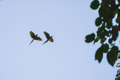 macaw-20230225-155103-DSC01088