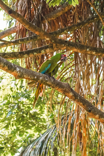 macaw-20230225-160400-DSC01207