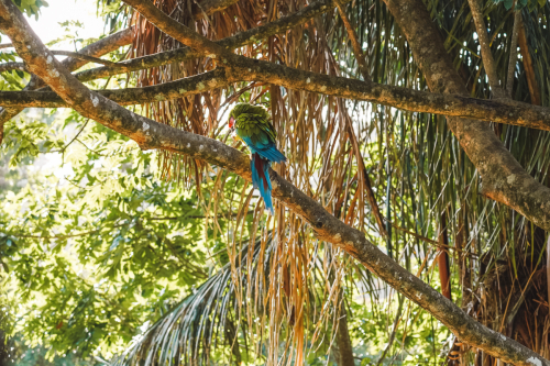 macaw-20230225-160416-DSC01217