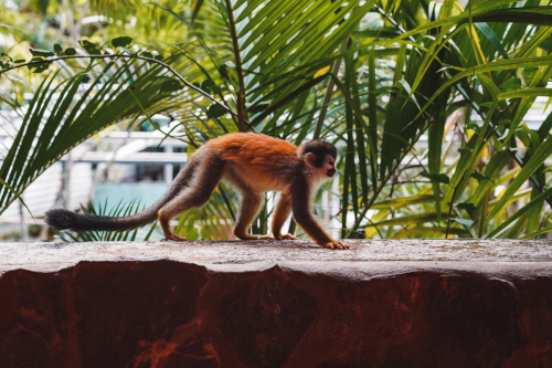 quepos-20230211-222052-DSC09865