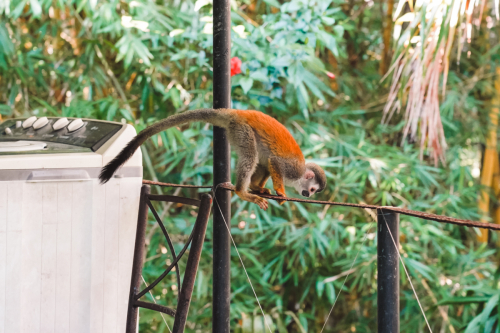 quepos-20230211-222955-DSC09890