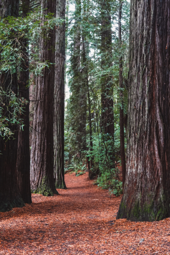 redwoodwalk-20230412-103032-DSC06094