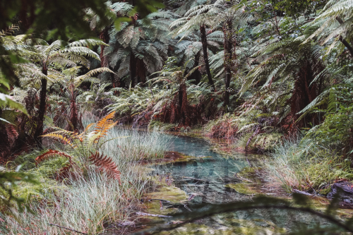 redwoodwalk-20230412-103109-DSC06095