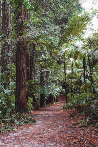 redwoodwalk-20230412-103457-DSC06098