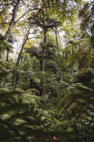 redwoodwalk-20230412-103721-DSC06101